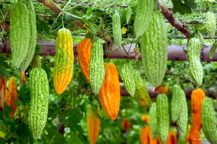 Hình ảnh minh họa trái khổ qua tươi ngon trong tự nhiên