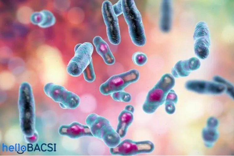 Hình ảnh minh họa vi khuẩn Clostridium perfringens dưới kính hiển vi