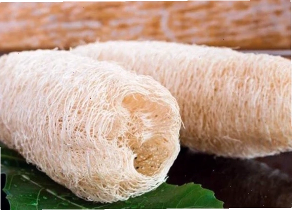 Hình ảnh minh họa xơ mướp khô được sử dụng trong y học