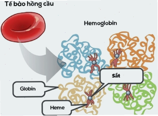 Hình ảnh mô phỏng quá trình tán máu