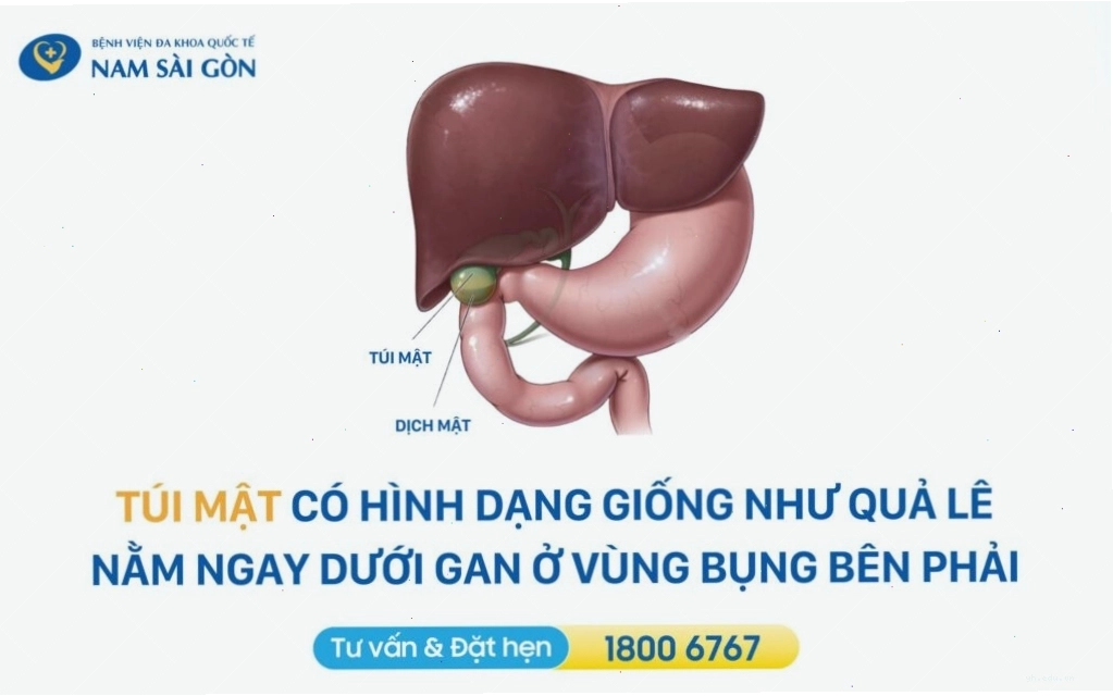 Hình ảnh mô phỏng vị trí và chức năng của túi mật trong hệ thống tiêu hóa con người