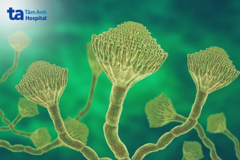 Hình ảnh nấm Aspergillus ảnh hưởng đến hệ hô hấp