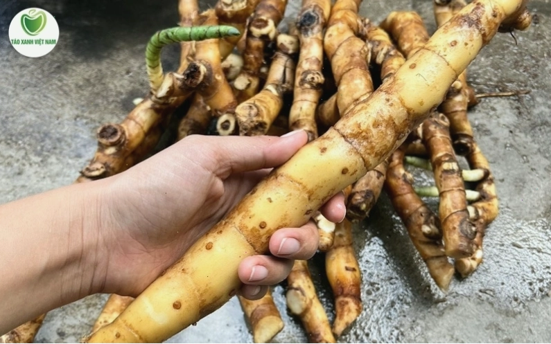 Hình dáng đặc trưng của củ cát lồi trong tự nhiên