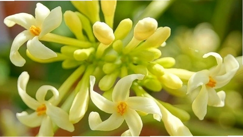 Hoa đu đủ đực chứa nhiều hoạt chất tốt cho sức khoẻ