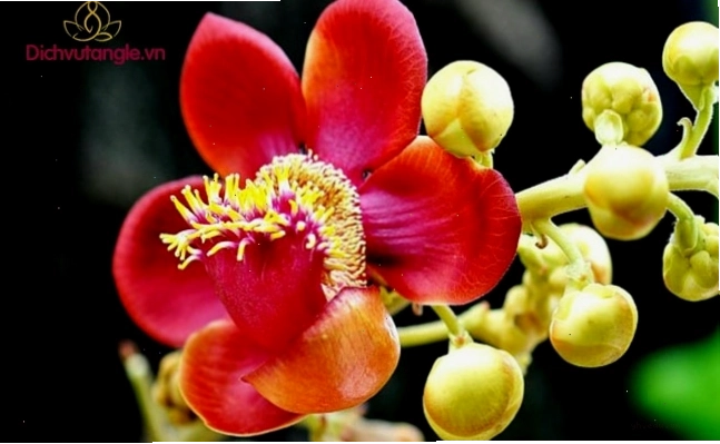 Hoa sala tinh khiết và tròn đầy trong thiên nhiên