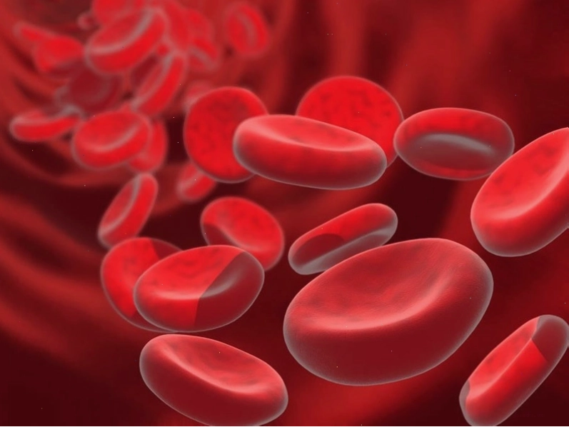 Huyết sắc tố có tên gọi quốc tế là Hemoglobin
