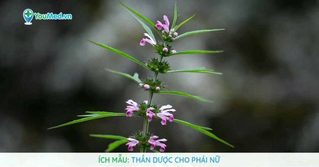 Ích mẫu
