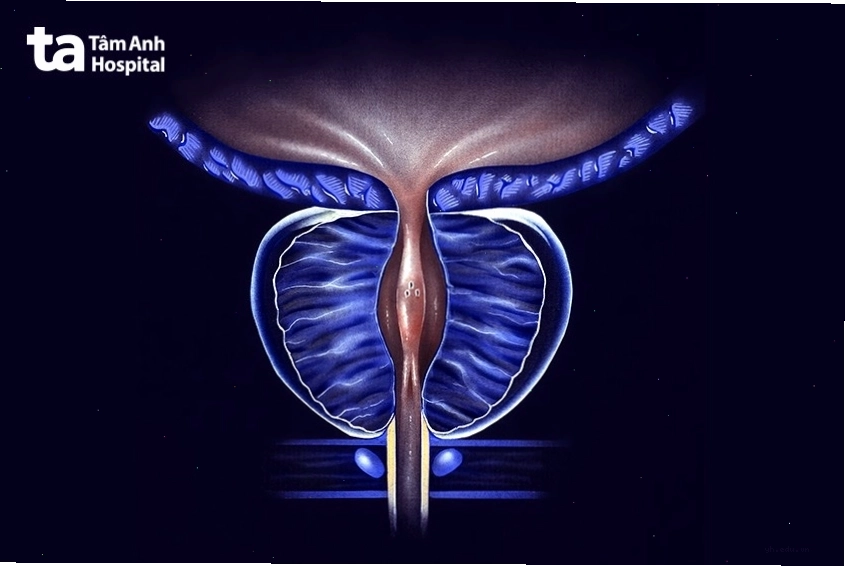 Kích thước tuyến tiền liệt bình thường và phì đại