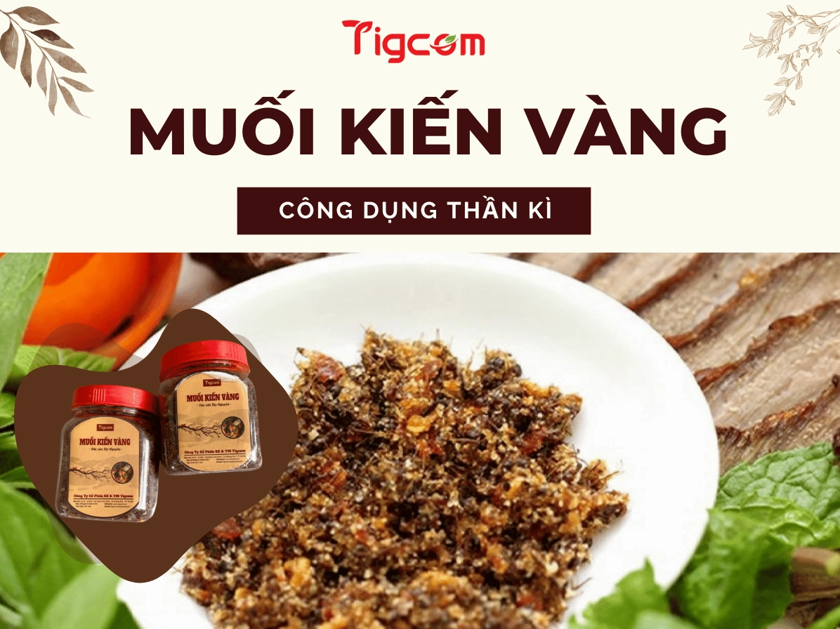 Kiến vàng trị bệnh gì và góc nhìn y khoa chuyên gia năm 2026