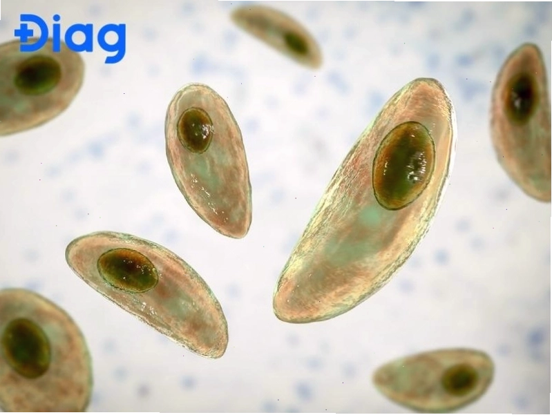 Ký sinh trùng Toxoplasma thường ký sinh ở mèo và lây nhiễm sang người qua đường tiêu hóa