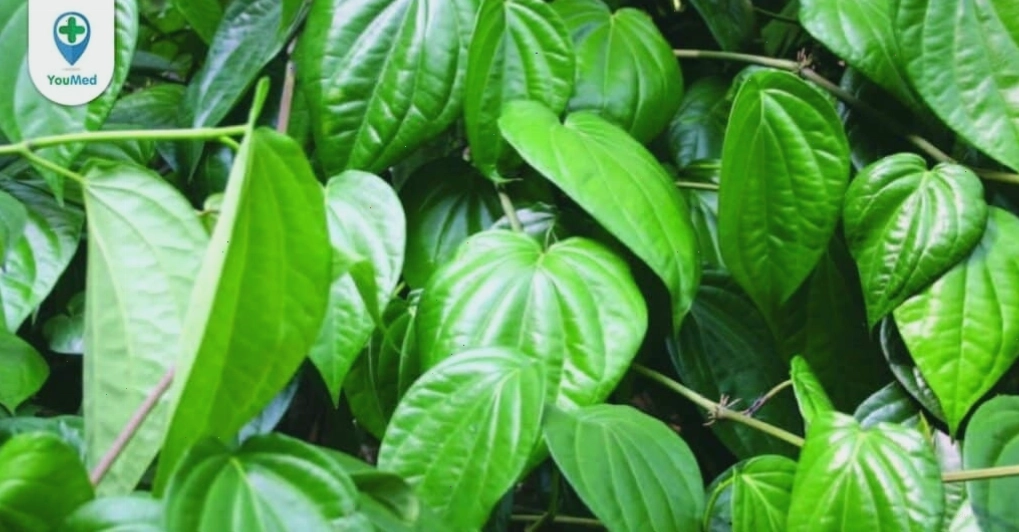 Lá trầu không