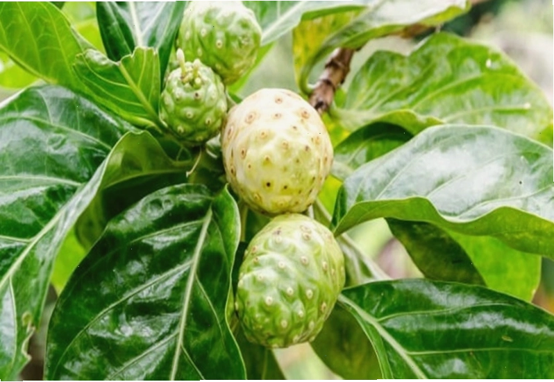 Lựa chọn trái nhàu chất lượng