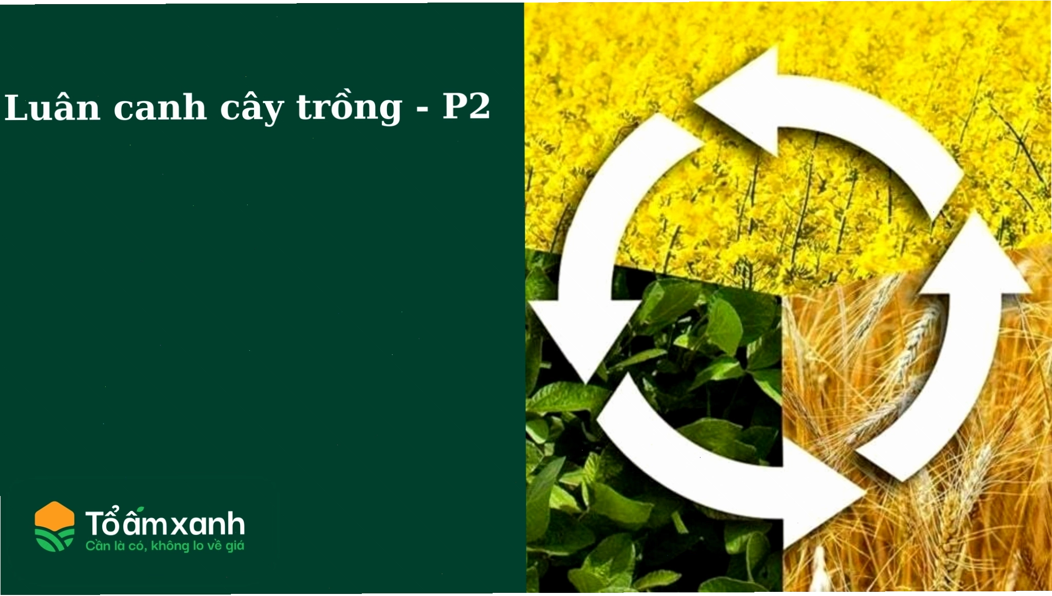 Luân canh cây trồng để phòng bệnh