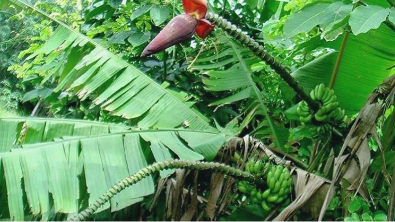 Lưu ý khi ăn chuối hột xanh