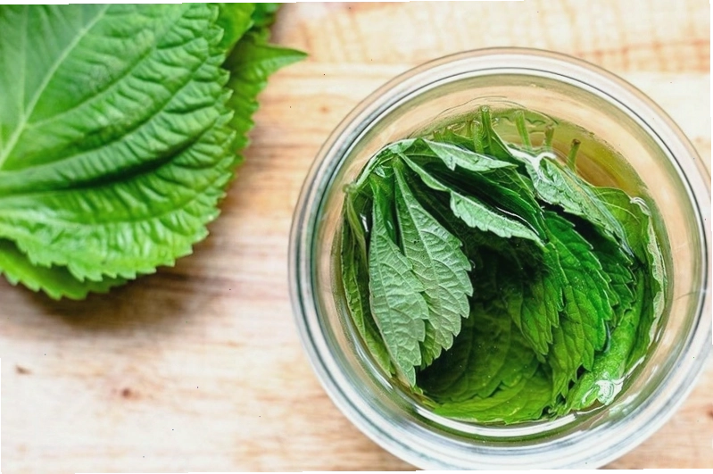 Mẹ chăm sóc con nhỏ bằng nước lá tía tô