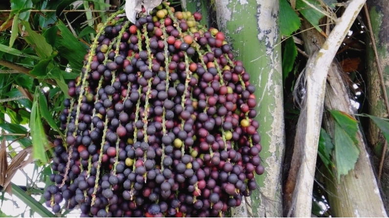 Minh họa cách ngâm rượu trái đủng đỉnh