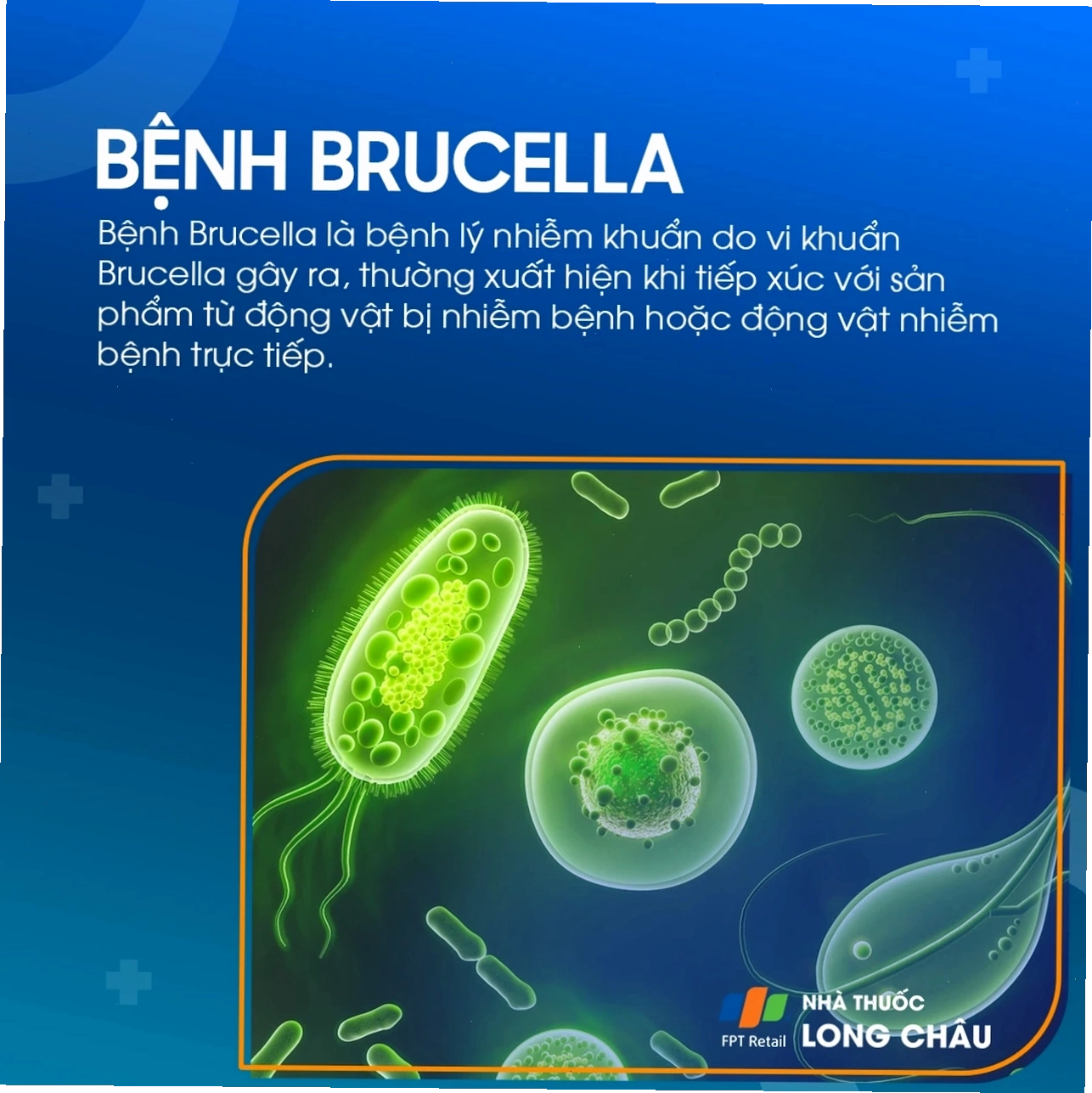 Minh họa cơ quan bị ảnh hưởng bởi vi khuẩn Brucella