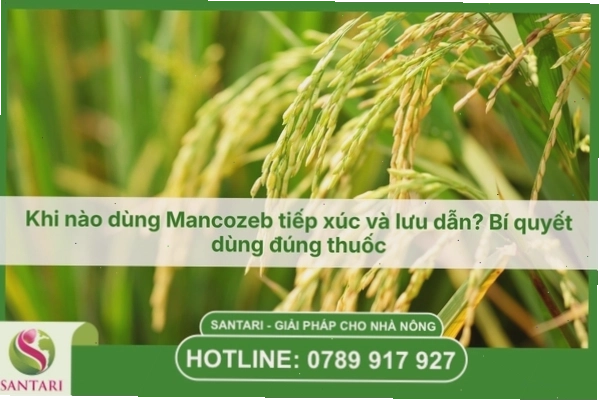 Minh họa việc sử dụng thuốc bảo vệ thực vật đúng cách