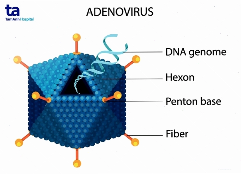 Mô phỏng cấu trúc Adenovirus dưới kính hiển vi