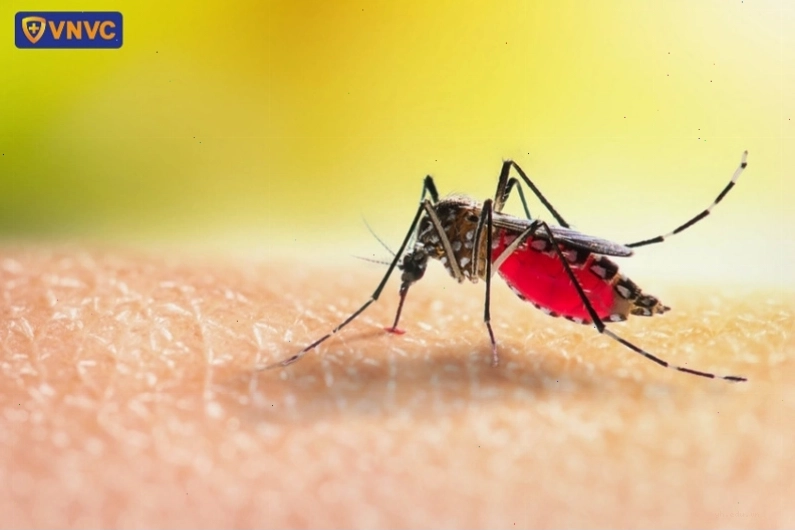 Muỗi vằn Aedes aegypti là tác nhân trung gian truyền virus
