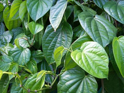 Nấm da chân là bệnh gì và những lưu ý y khoa quan trọng cần biết