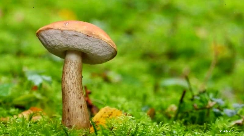 Nấm tràm chứa lượng dinh dưỡng dồi dào