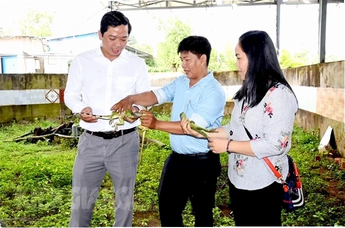 Nghiên cứu về con kỳ tôm trong môi trường hoang dã