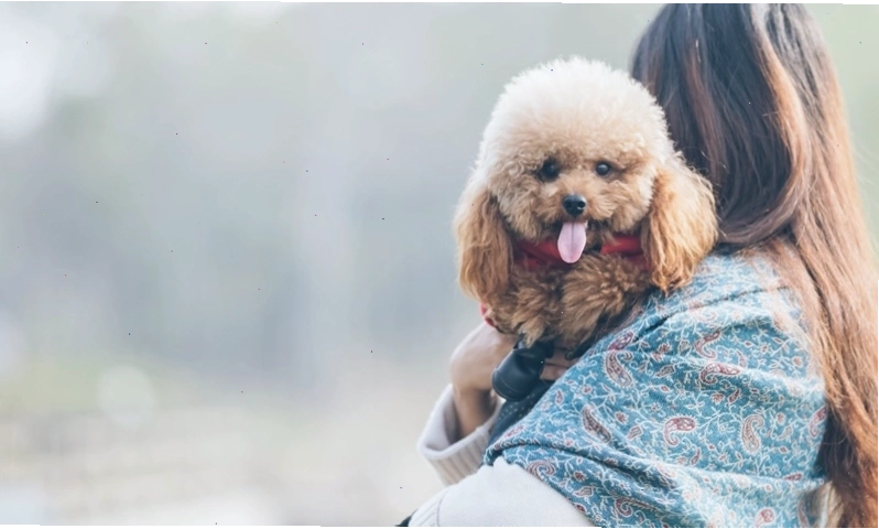 Người thường xuyên tiếp xúc với chó có nguy cơ cao nhiễm giun đũa Toxocara canis