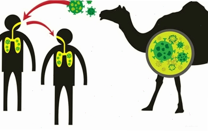 Nguyên nhân chính gây bệnh MERS
