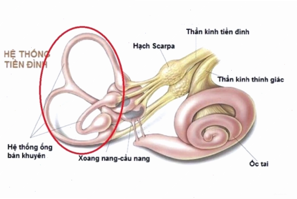 Nguyên nhân chóng mặt tư thế
