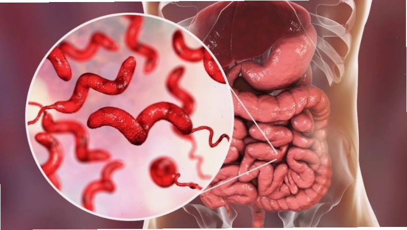 Nguyên nhân nhiễm vi khuẩn campylobacter 1