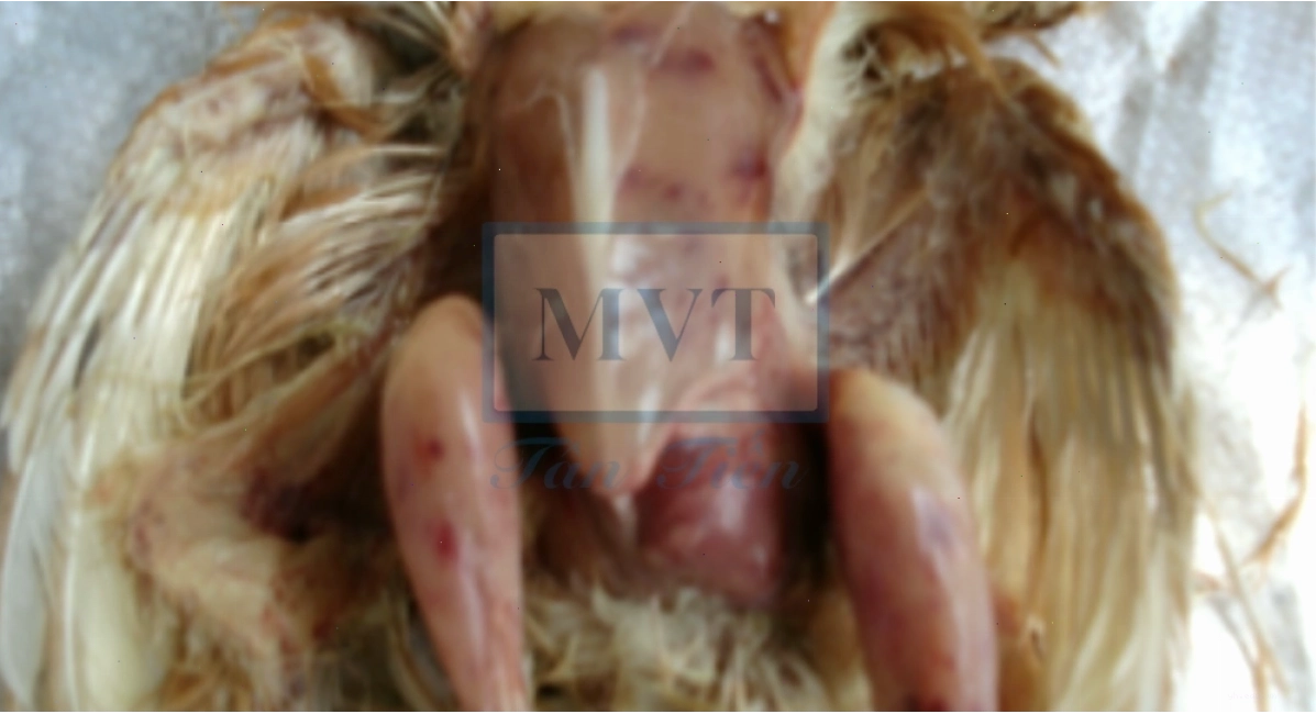 Nhân viên thú y đang tư vấn về cách phòng bệnh cho gà