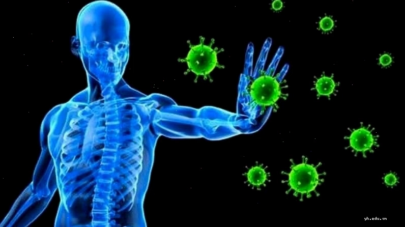 Nhàu chứa các hoạt chất giúp tăng cường hệ miễn dịch cho cơ thể