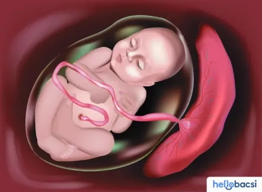 Nhau thai người chữa bệnh gì và những sự thật khoa học cần biết
