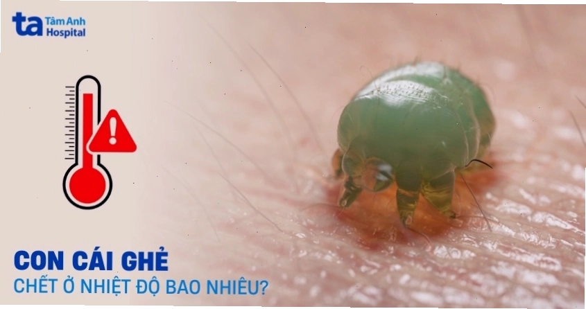Nhiệt độ tiêu diệt cái ghẻ