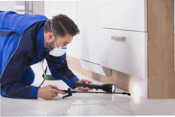 Những lưu ý cần thiết khi xử lý tổ mối tại nhà
