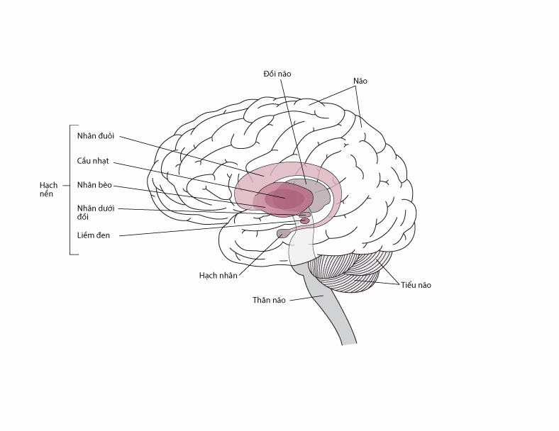 Parkinson's disease là bệnh gì và những bí ẩn về căn bệnh thoái hóa