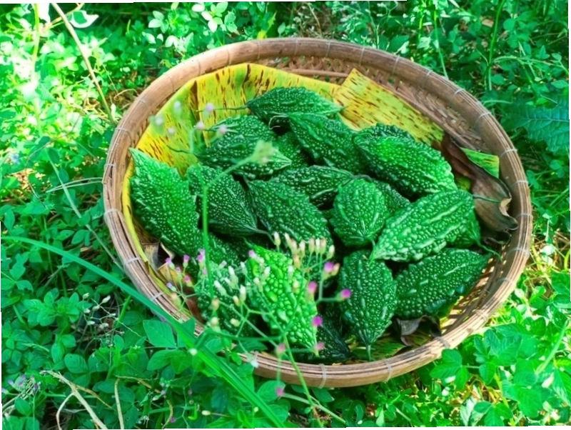 Quả khổ qua rừng già