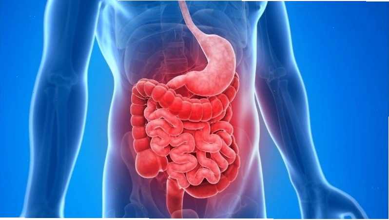 Quả lê ki ma có công dụng tốt với hệ tiêu hóa