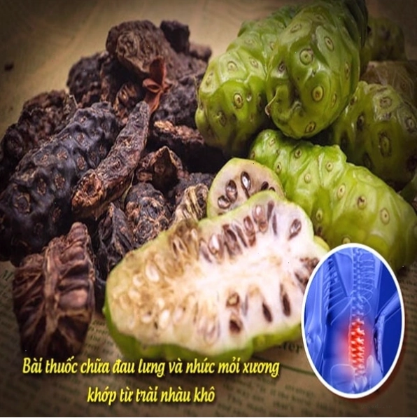 Quả nhàu hỗ trợ người đau lưng