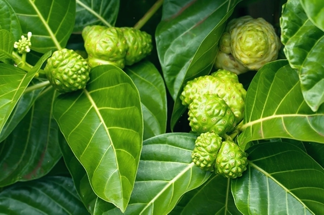 Quả nhàu tươi với đặc điểm nhận dạng rõ rệt