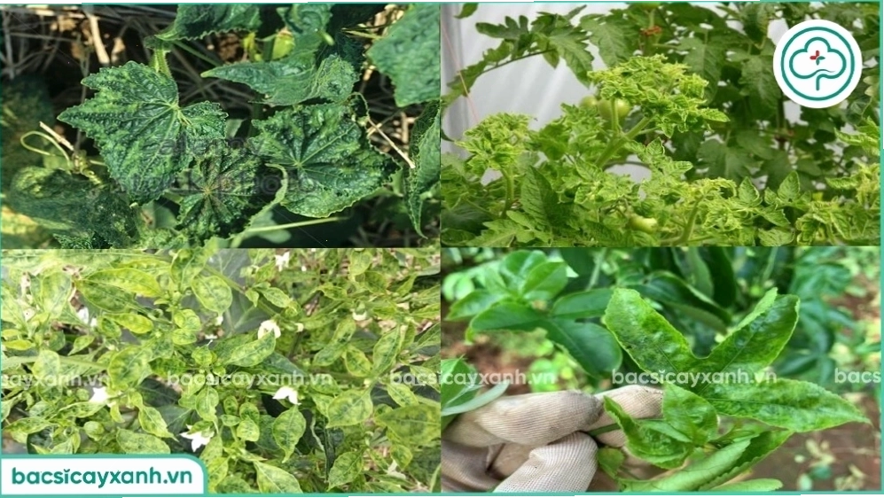 Quản lý bệnh khảm trên cây trồng