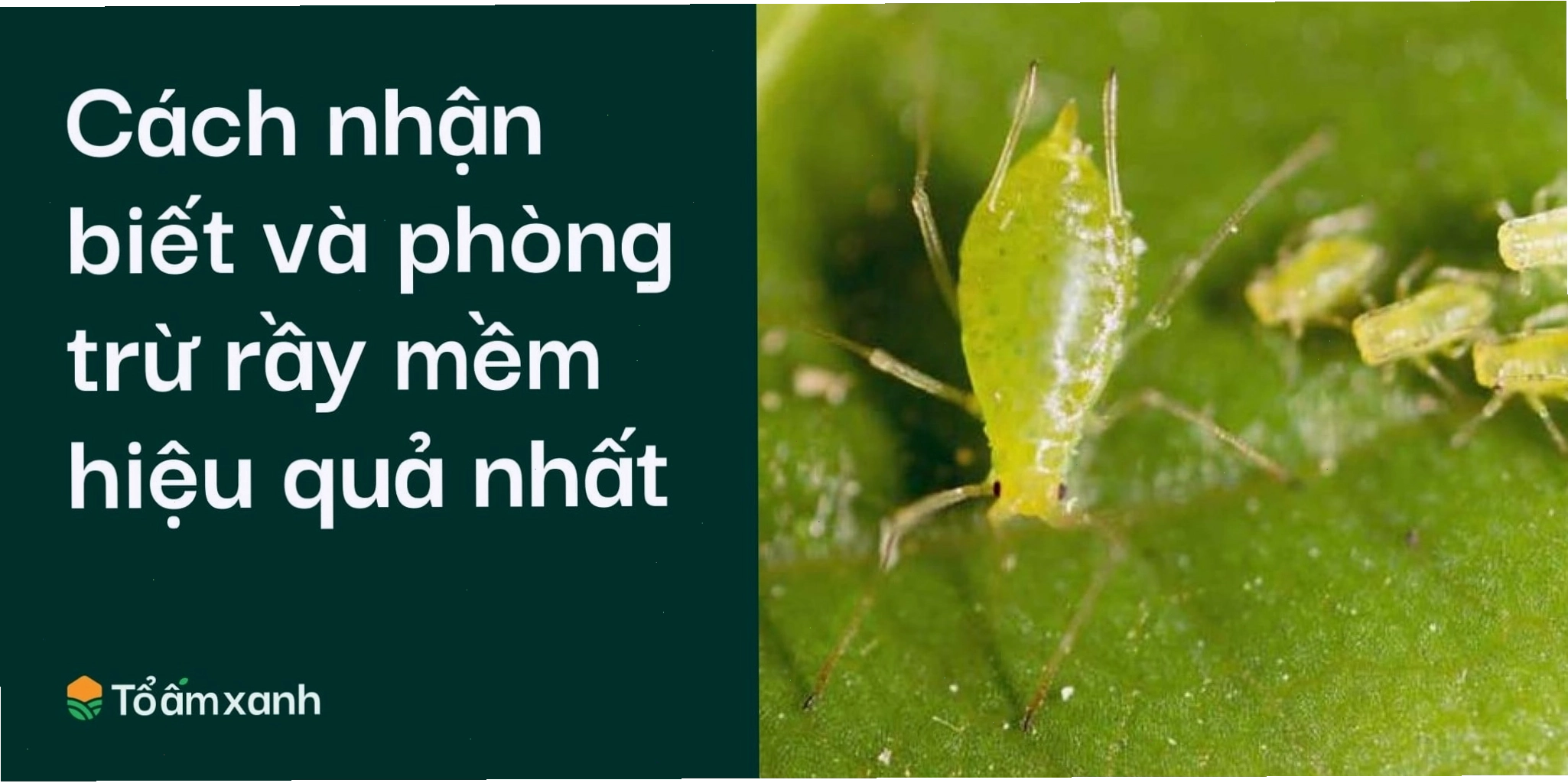Quản lý rầy mềm để phòng bệnh