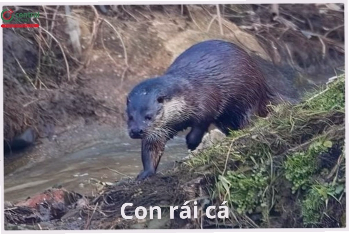 Rái cá Lutra lutra