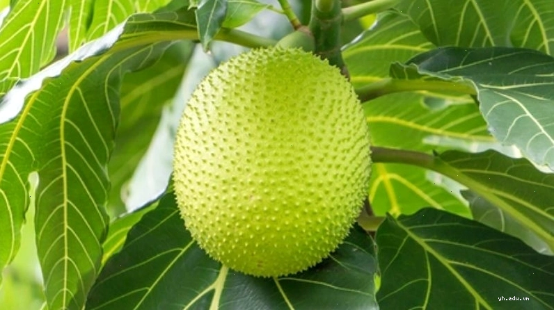 Sa kê giúp chống nhiễm trùng cho cơ thể