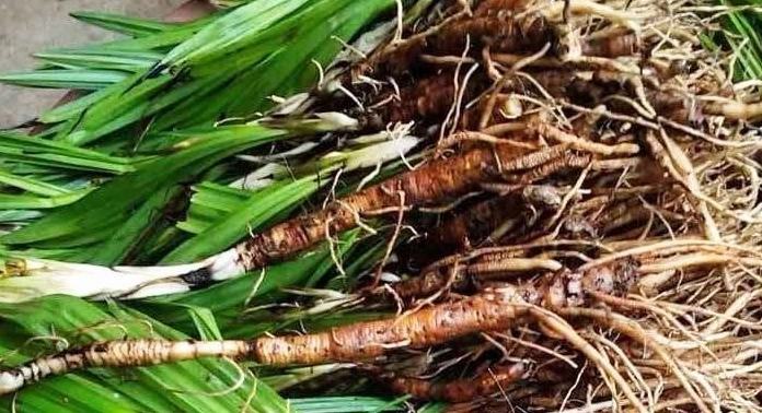 Sâm cau chữa bệnh gì và những công dụng tuyệt vời cho sức khỏe