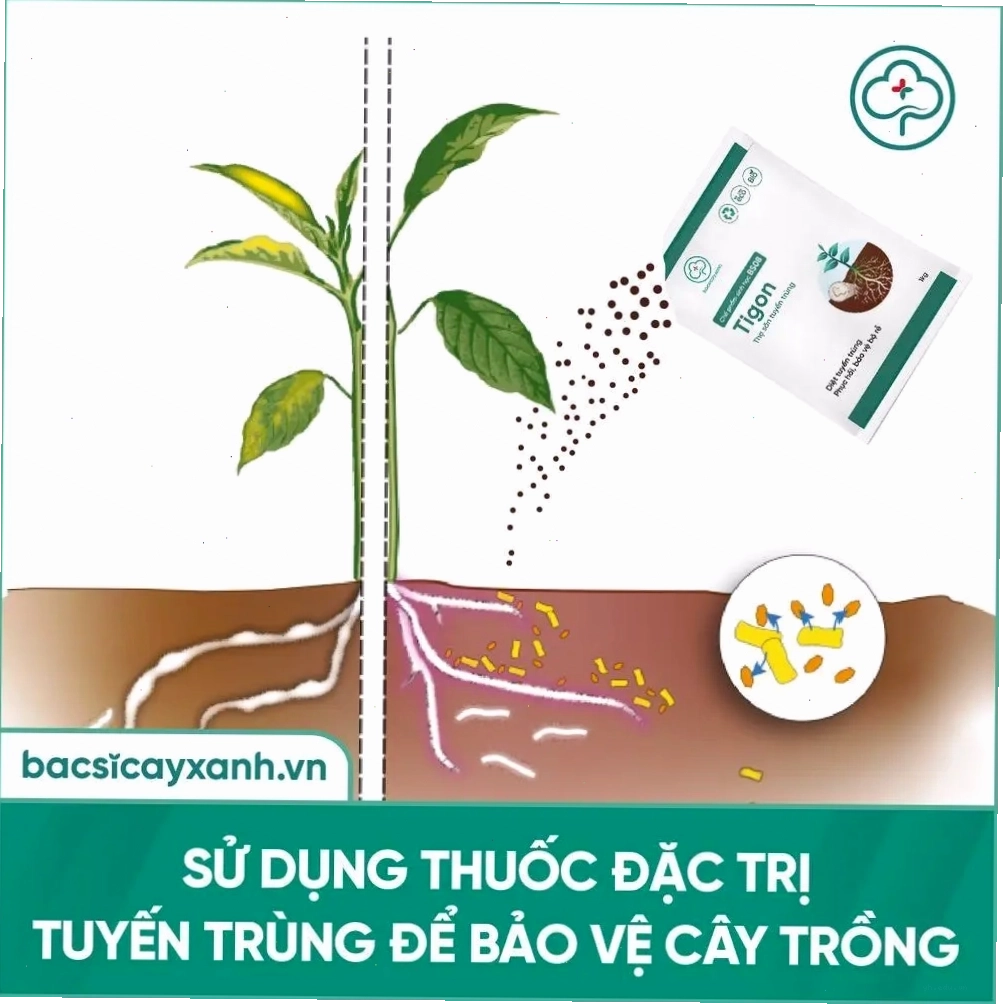 Sản phẩm hỗ trợ xử lý tuyến trùng