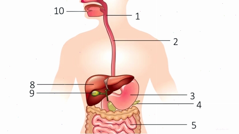 Sơ đồ hệ thống đường tiêu hóa trên