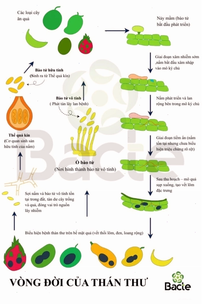 Sơ đồ vòng đời phát triển của nấm gây bệnh thán thư