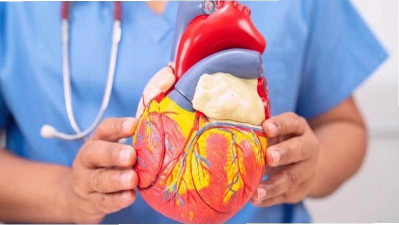 Tác động tích cực của trà atiso đối với hệ tim mạch